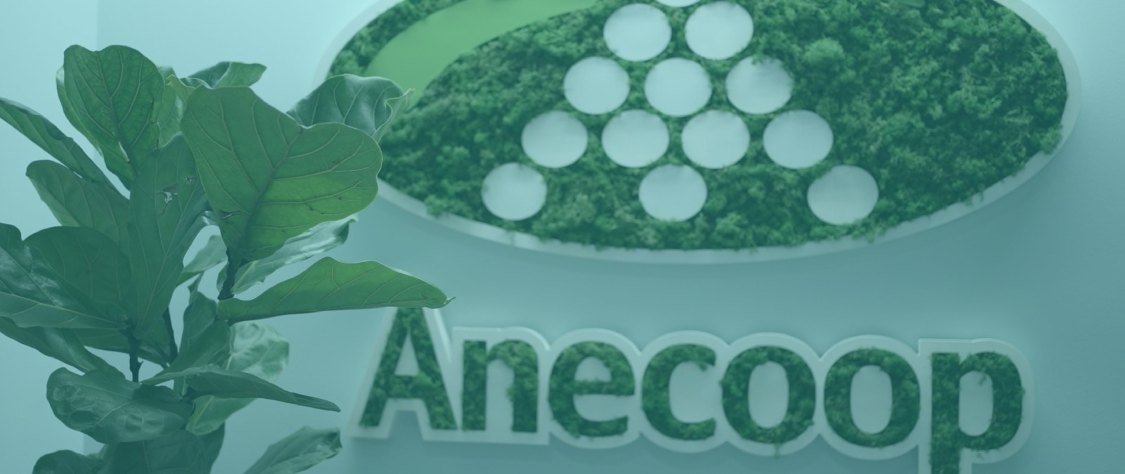 Otimiza&ccedil;&atilde;o log&iacute;stica e melhoria cont&iacute;nua na Anecoop